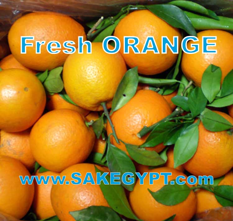 Best-Egyptian-fresh-orange-from-Egypt